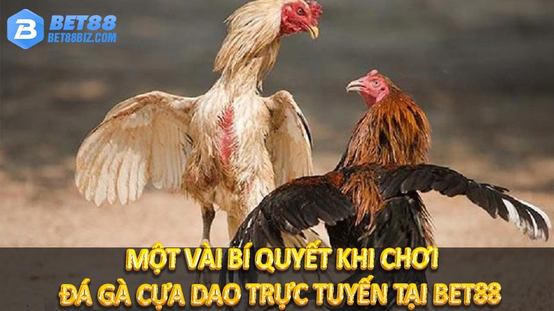 Một vài bí quyết khi chơi đá gà cựa dao trực tuyến tại BET88